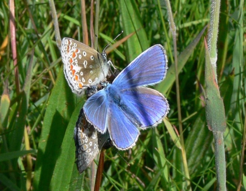Male and Female Common Blue © Richard Baines