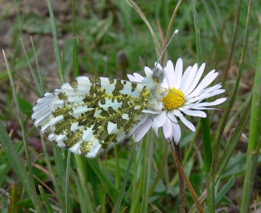 Female Orange Tip © Richard Baines