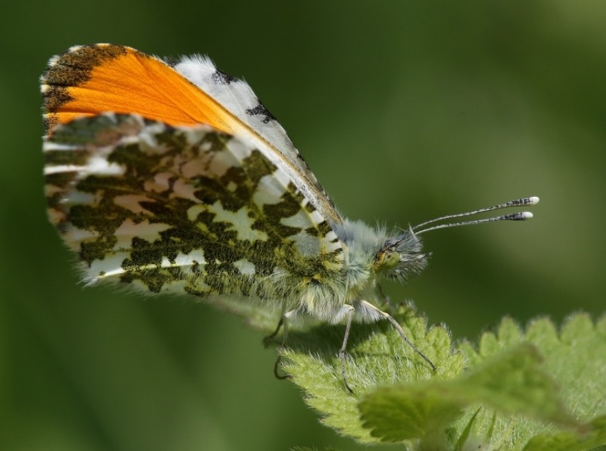 Male Orange Tip © Richard Baines