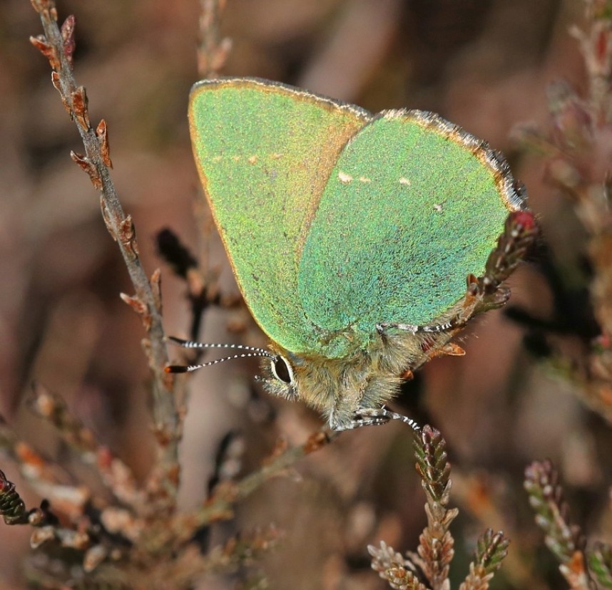 Green Hairstreak © Dan Lombard