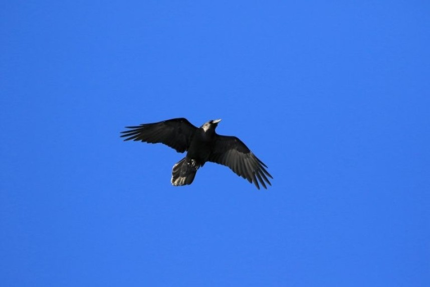  Raven at Filey © Dan Lombard