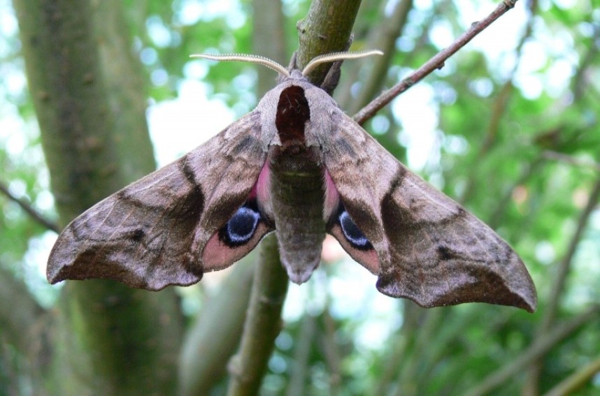 Eyed Hawk-moth (eyes open) copyright Richard Baines