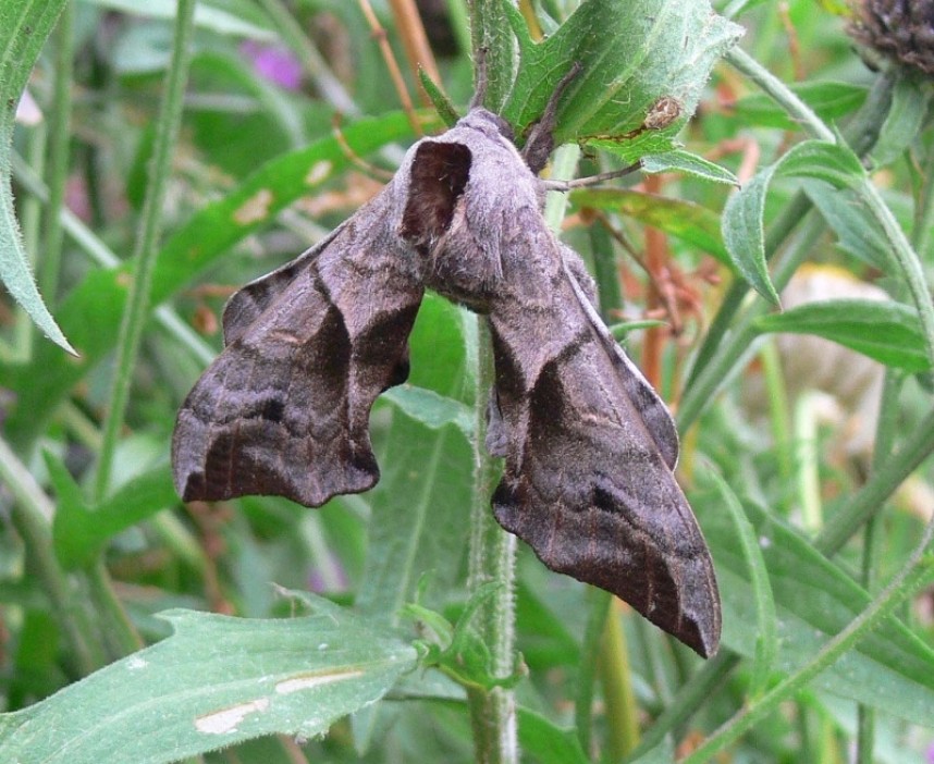 Eyed Hawk-moth (eyes closed) copyright Richard Baines