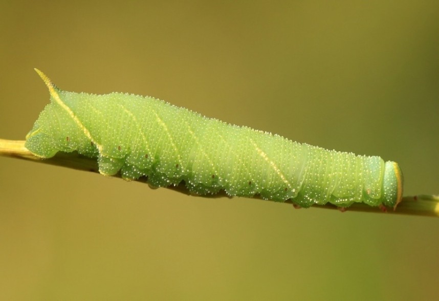 Eyed Hawk-moth caterpillar copyright Dan Lombard