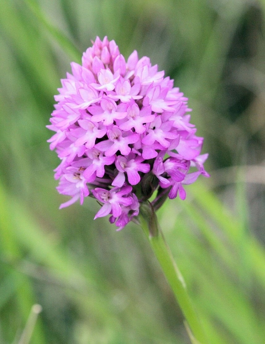 Pyramidal Orchid copyright Dan Lombard
