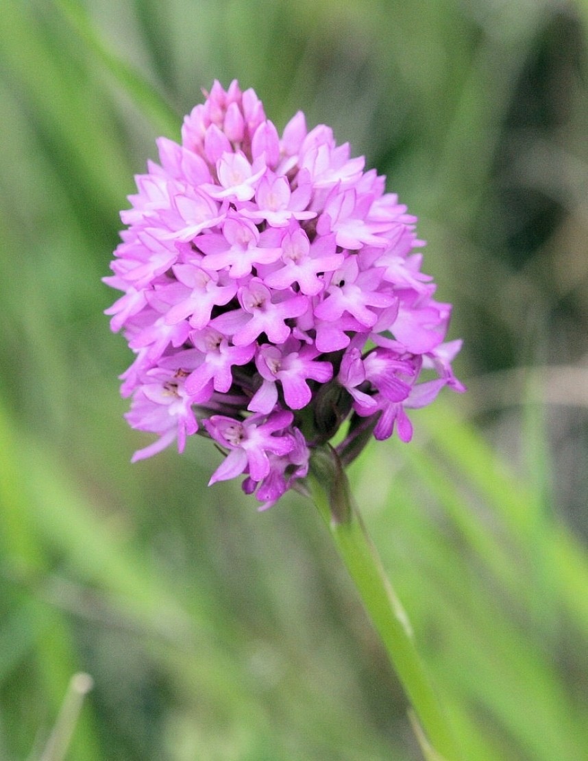  Pyramidal Orchid copyright Dan Lombard