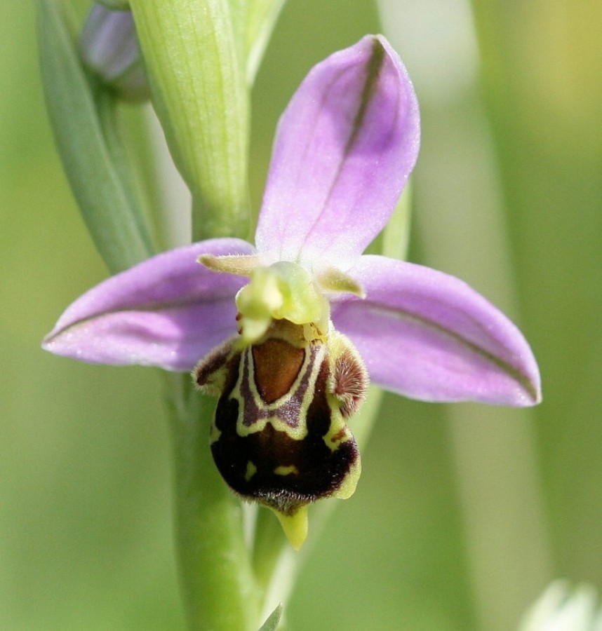Bee Orchid copyright Dan Lombard