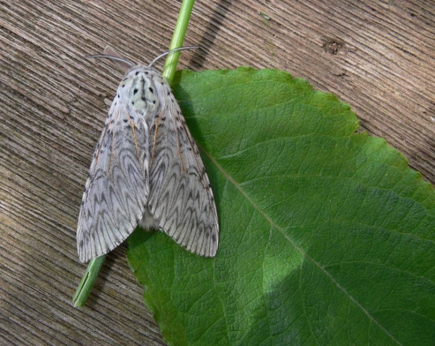 Puss Moth copyright Richard Baines