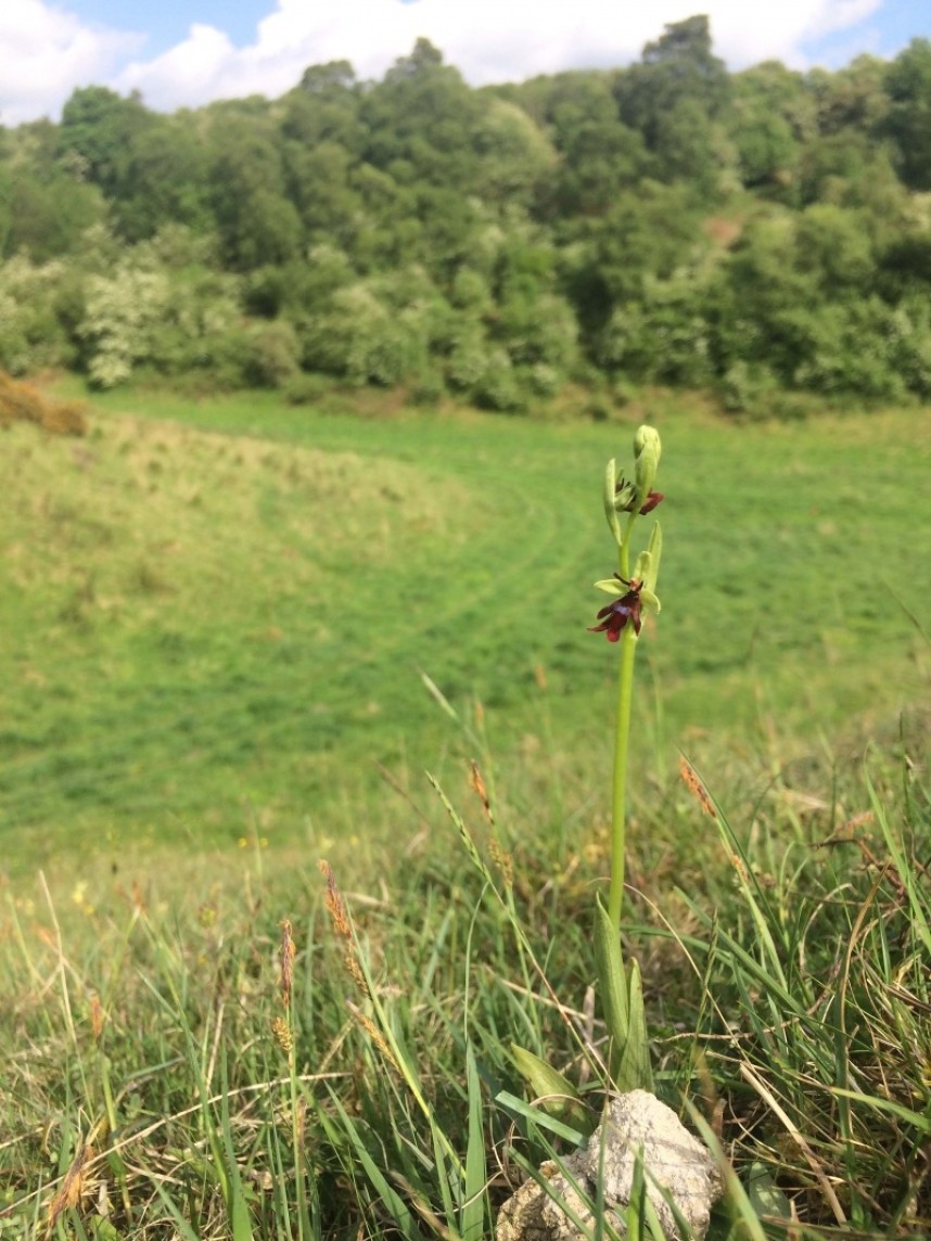 Fly Orchid North Yorkshire 2017 © Richard Baines