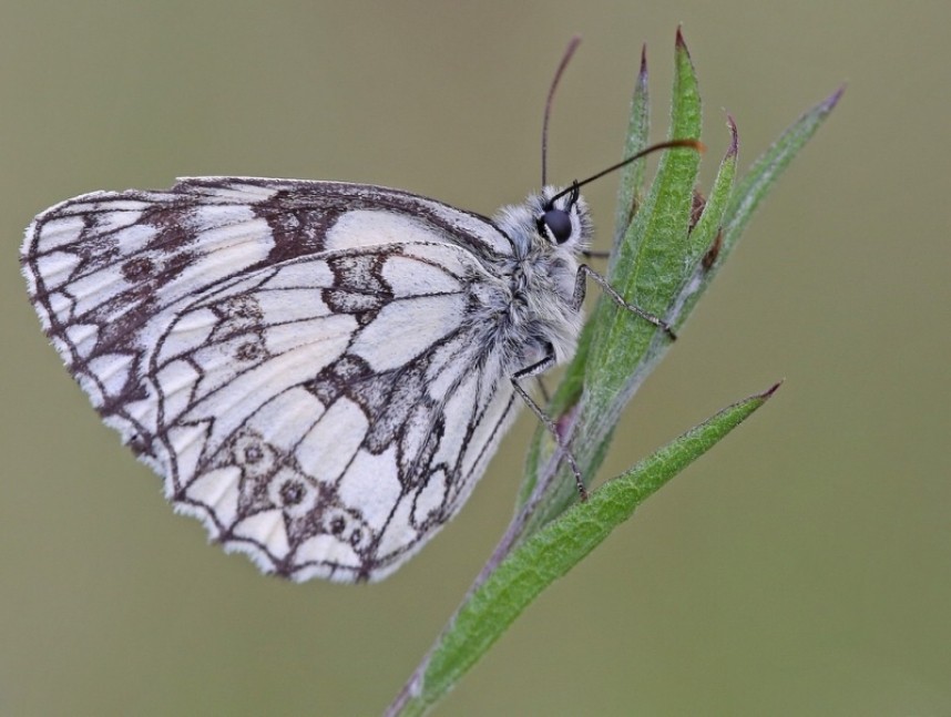 Marbled White © Dan Lombard