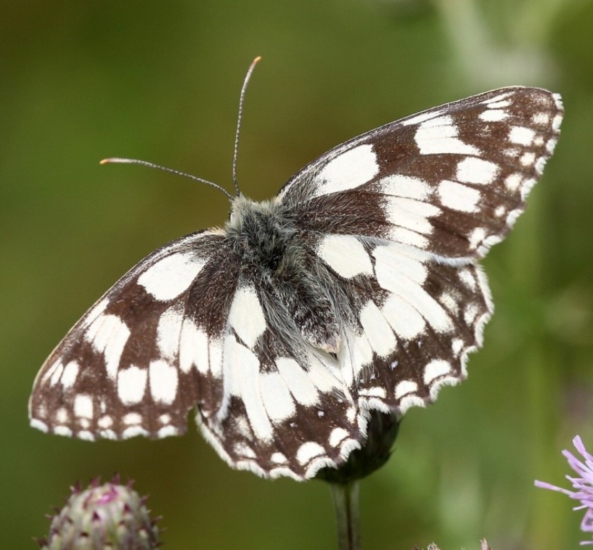 Marbled White © Dan Lombard
