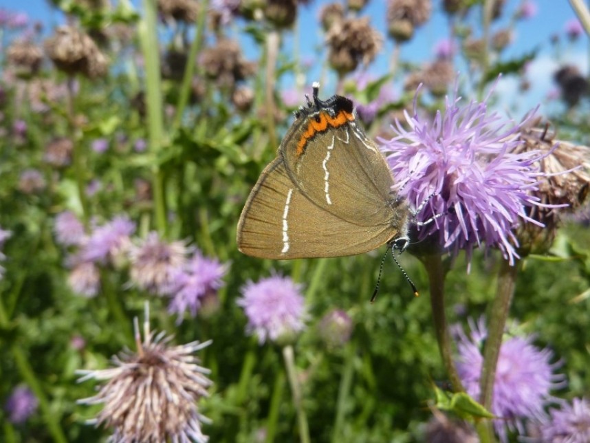 White-letter Hairstreak © Allan Rodda