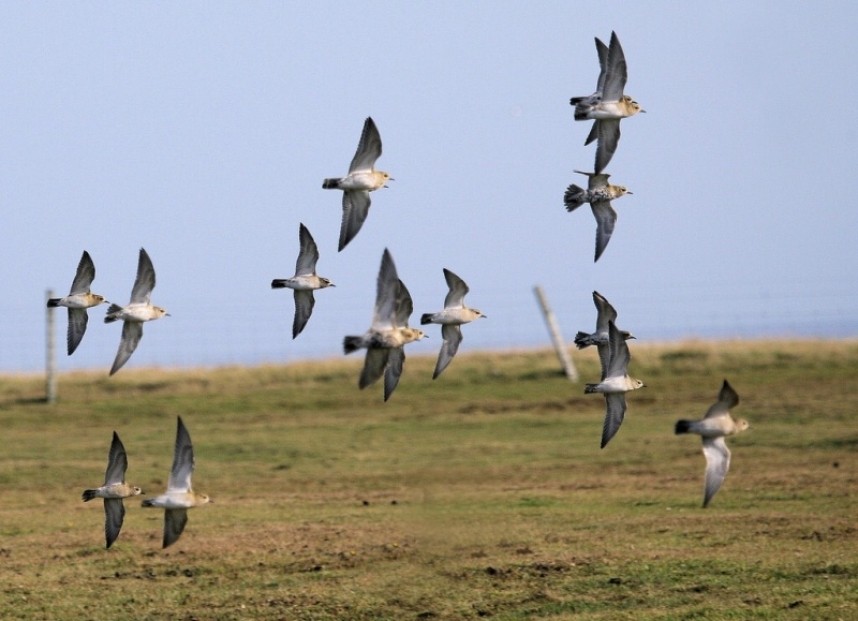 Golden Plover © Dan Lombard