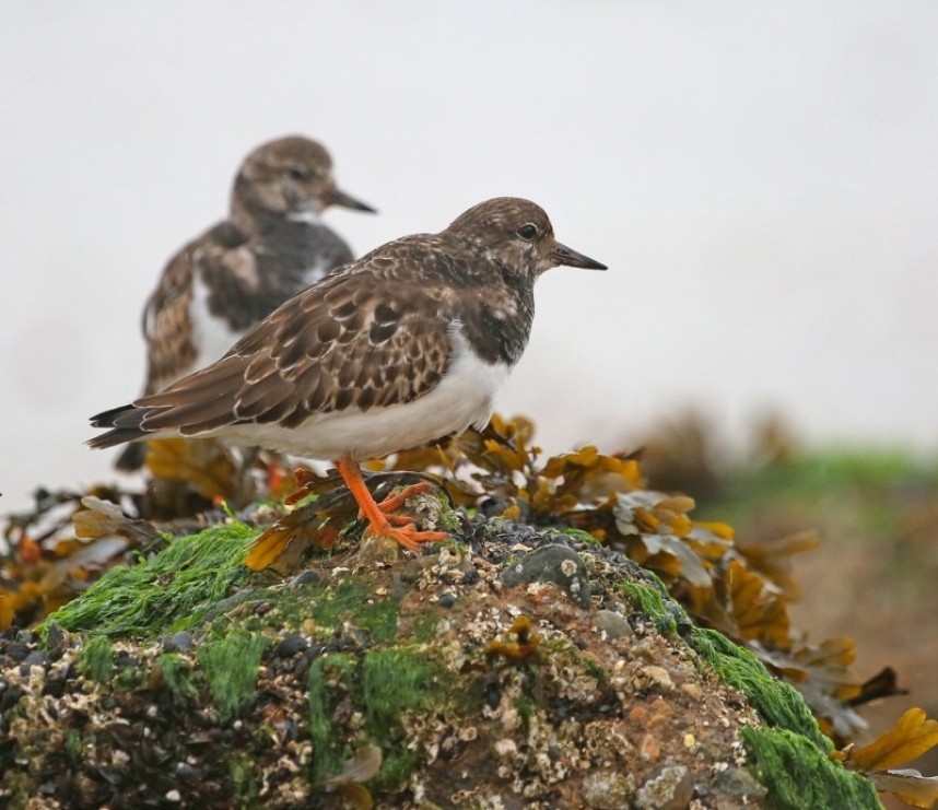 Turnstone © Dan Lombard