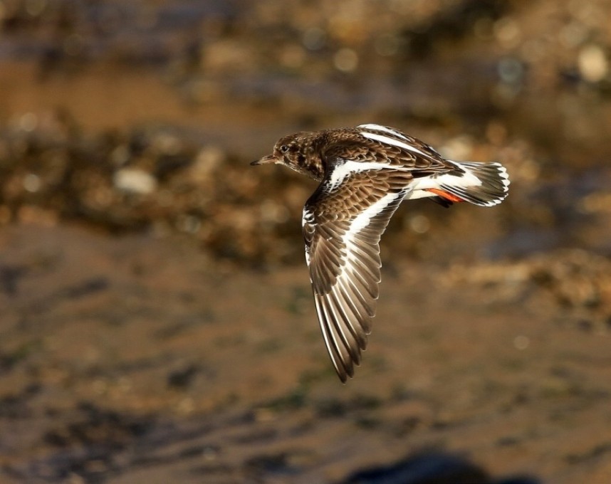 Turnstone © Dan Lombard