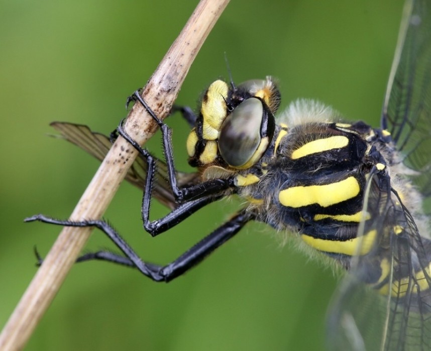  Golden-ringed Dragonfly © Dan Lombard