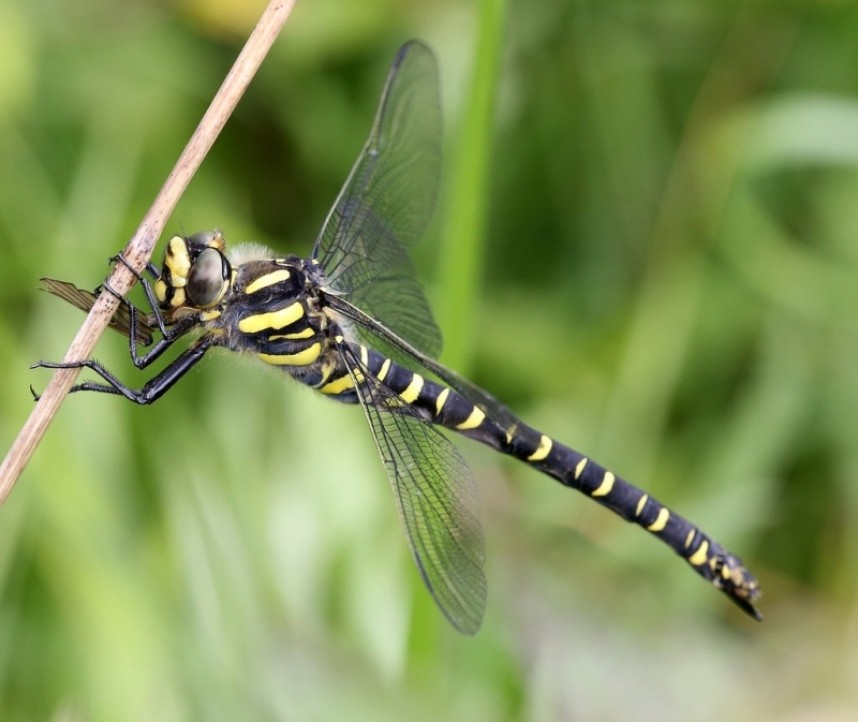 Golden-ringed Dragonfly © Dan Lombard