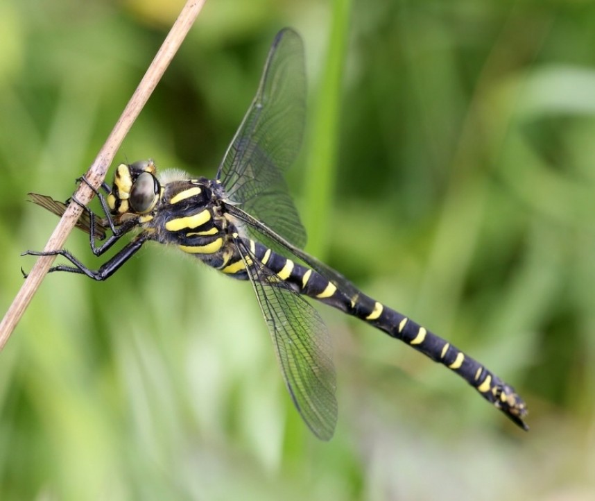  Golden-ringed Dragonfly © Dan Lombard