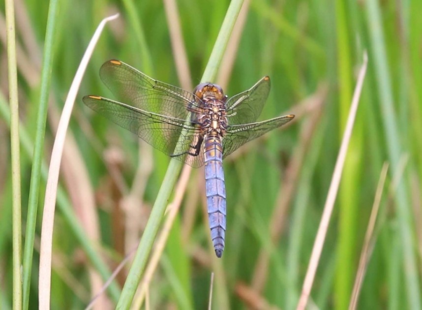 Keeled Skimmer (male) © Richard Baines