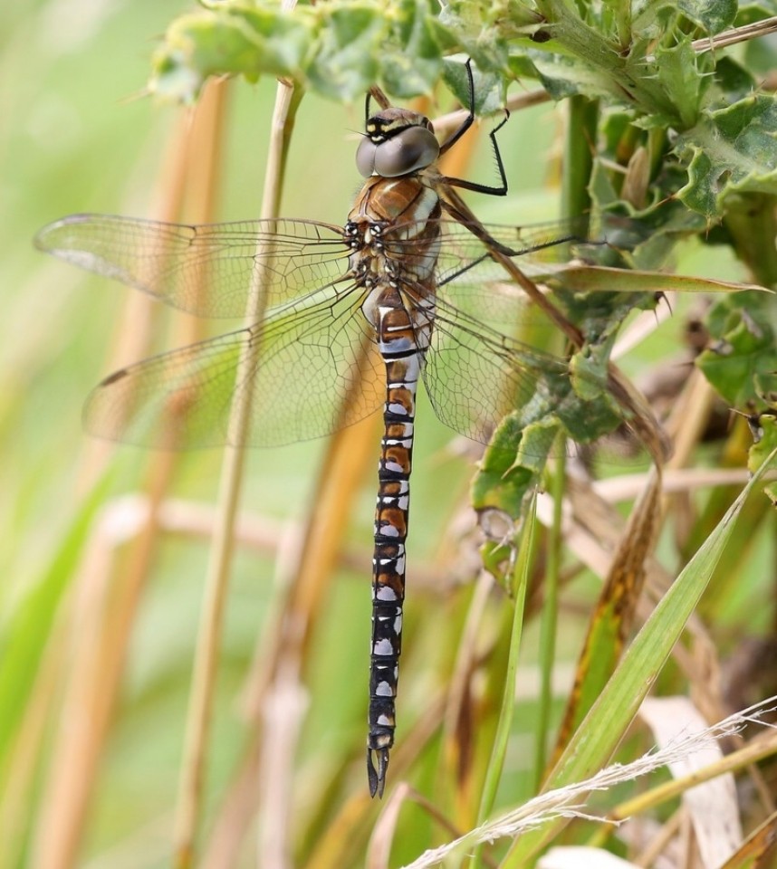 Migrant Hawker © Dan Lombard