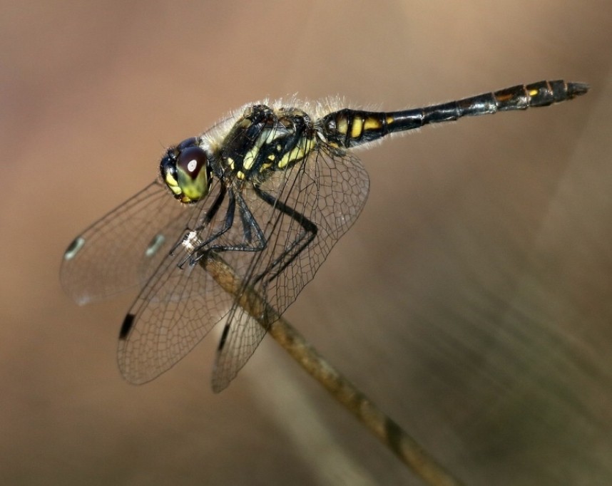  Black Darter © Dan Lombard