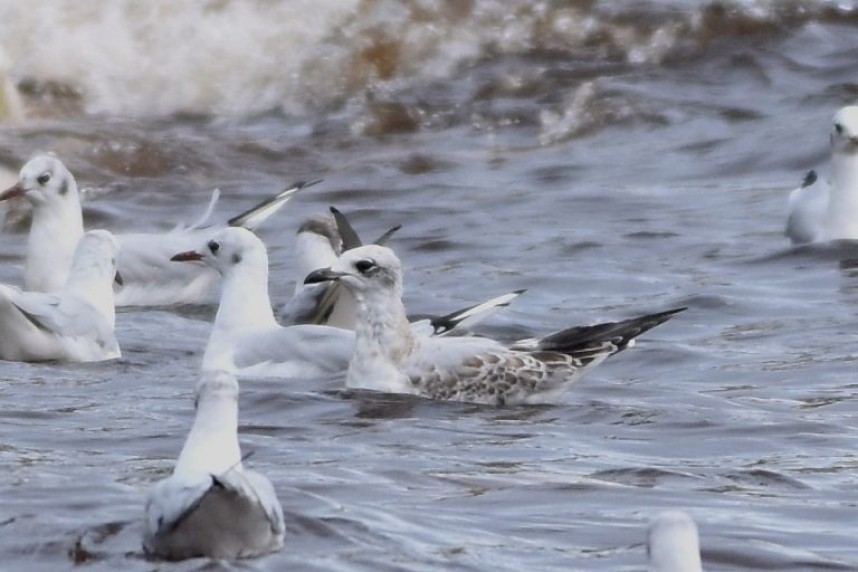 Juvenile Mediterranean Gull © Andy Hood