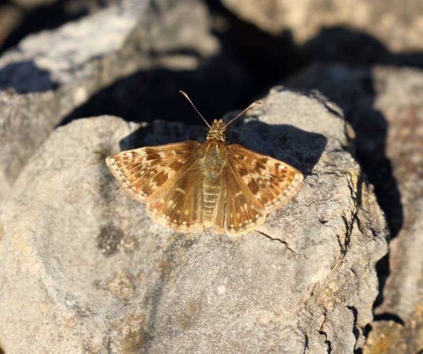 Dingy Skipper Spaunton © Dave O'Brien