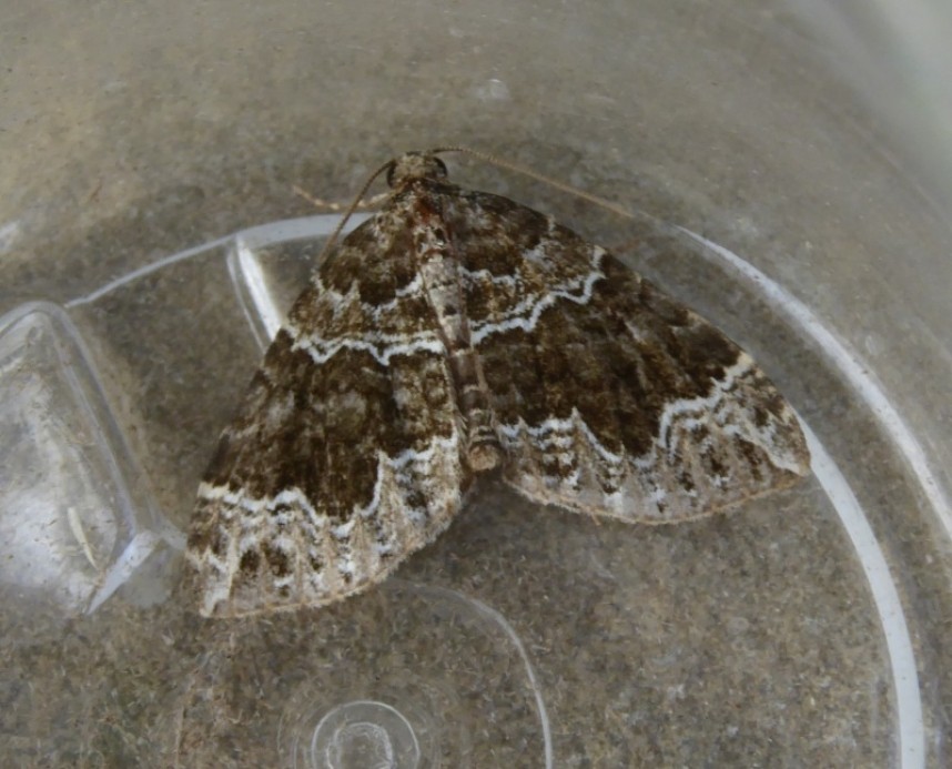 Devon Carpet North Yorkshire © Allan Rodda