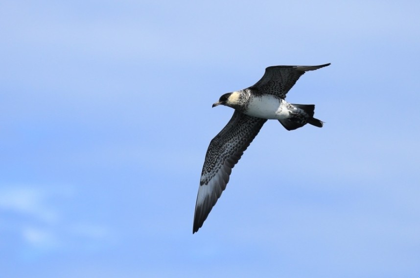 Pomarine Skua Staithes © Richard Baines