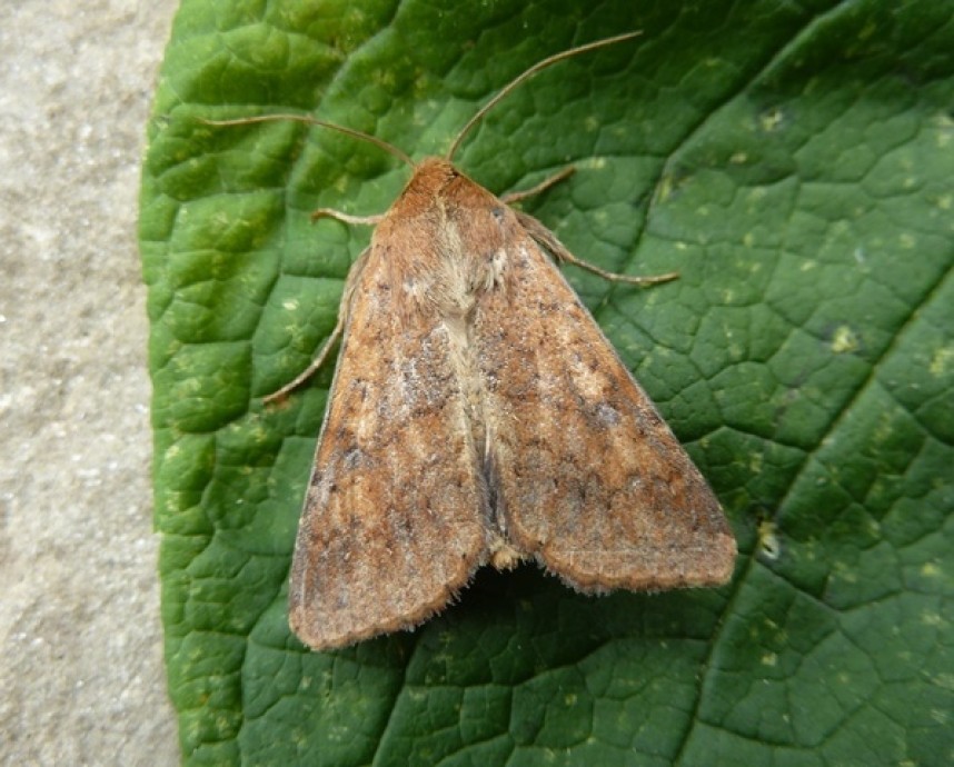 Scarce Bordered Straw North Yorkshire © Allan Rodda