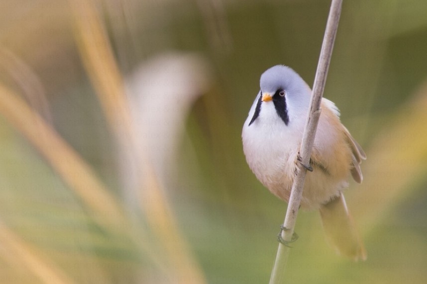  Bearded Tit at Scarborough © Alex Meek