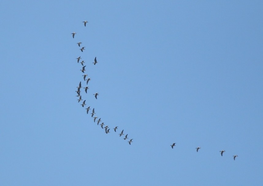 Pink-footed and Barnacle Geese over Filey © Mark Pearson