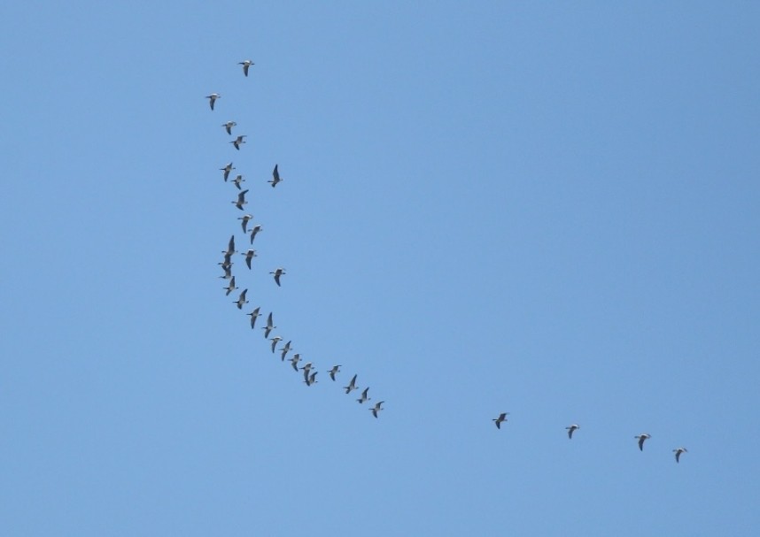  Pink-footed and Barnacle Geese over Filey © Mark Pearson