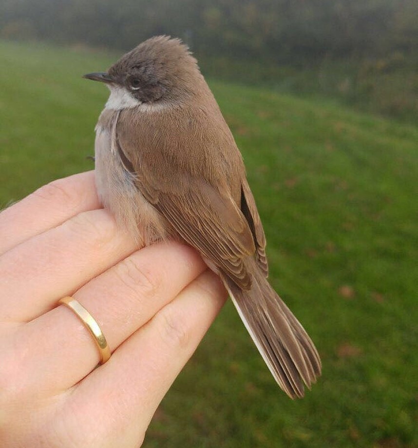 'Siberian' Lesser Whitethroat Filey Sept 2017 © Dan Lombard
