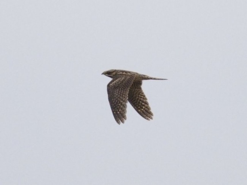European Nightjar Spurn © Tim Jones