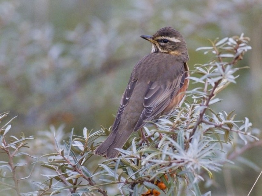 Redwing Spurn © Tim Jones