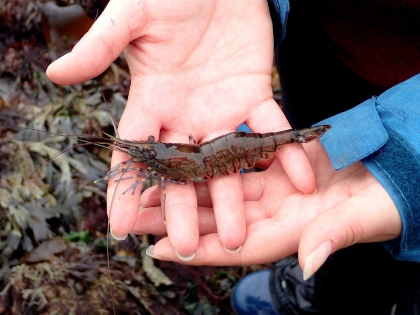 Common Prawn Flamborough © Paula Lightfoot