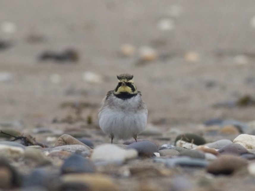 Shorelark Spurn © Tim Jones