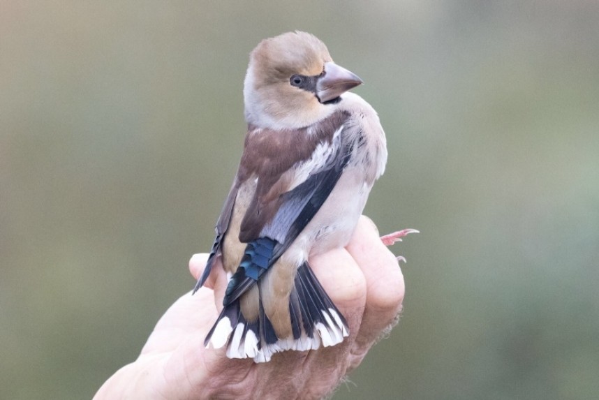 Hawfinch Flamborough © Jo Hood