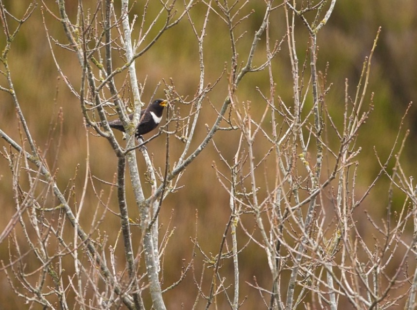 Ring Ouzel © Steve Race