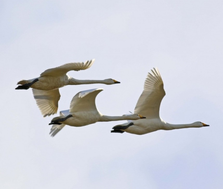 Whooper Swans © John Beaumont