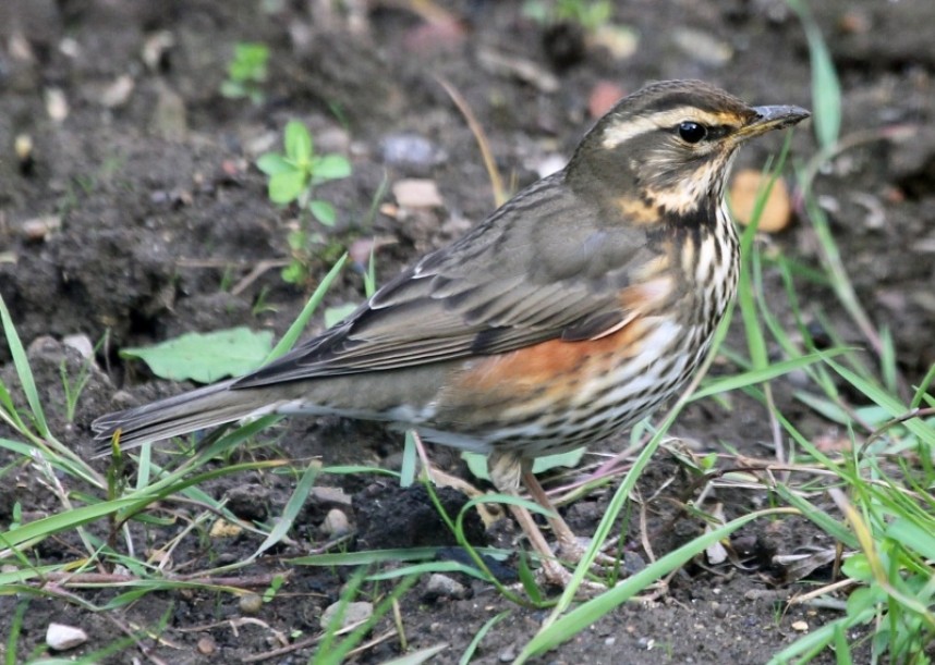 Redwing © Richard Baines