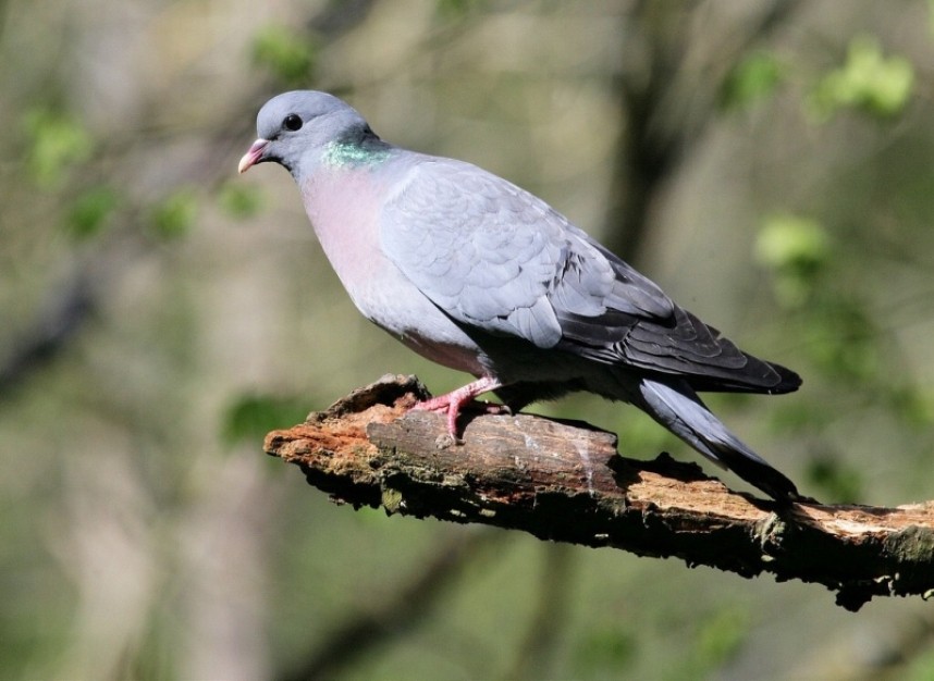 Stock Dove © Dan Lombard