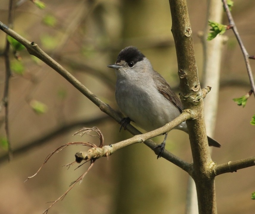 Blackcap (male) © Dan Lombard