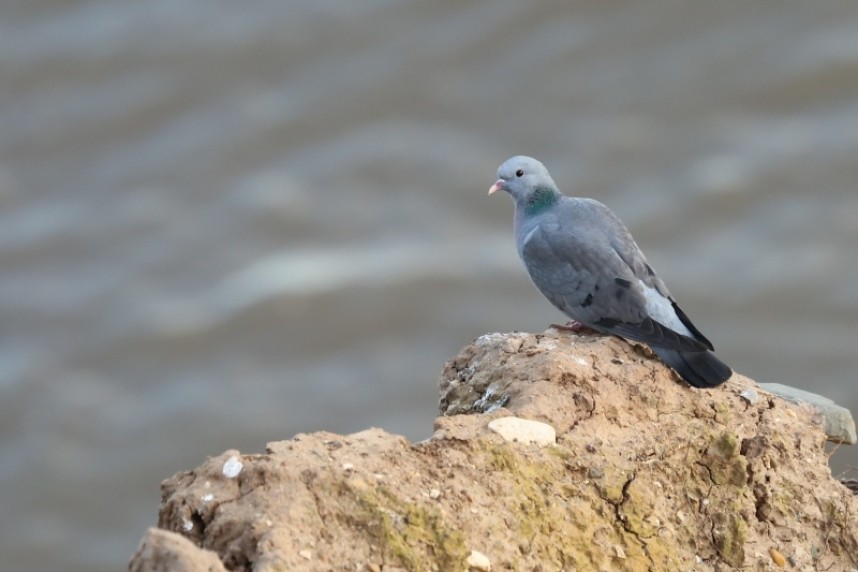 Stock Dove on the cliffs at Flamborough Head © Richard Baines