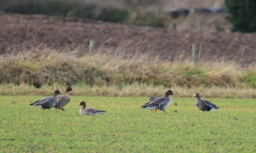 White-fronted, Tundra Bean and Pink-footed Geese Cayton Carrs January 2018 © Richard Baines