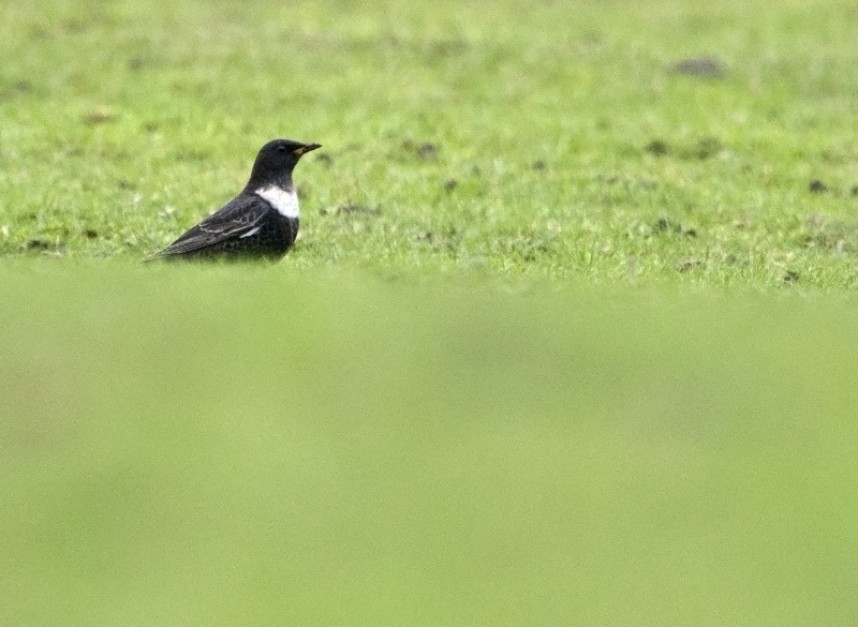 Ring Ouzel (male) Brompton North Yorkshire © Steve Race