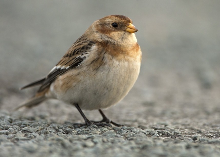 Snow Bunting Whitby North Yorkshire © Steve Race