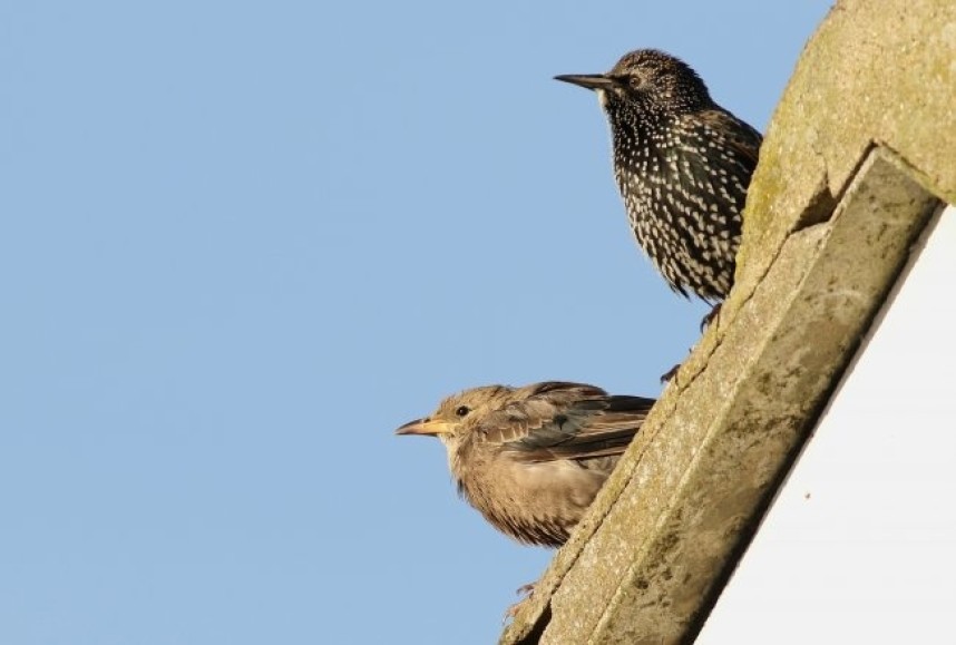  Rosy Starling and Common Starling Easington © Spurn Bird Observatory Trust
