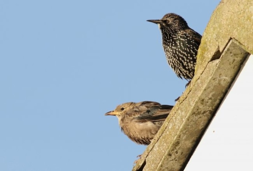 Rosy Starling and Common Starling Easington © Spurn Bird Observatory Trust